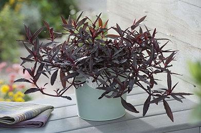 互动韩剧《Love Too Easily》上线Steam 支持中文